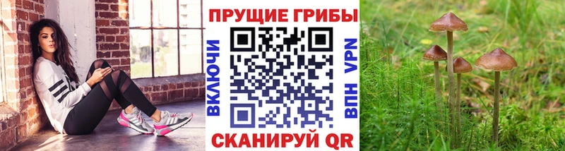 kraken ТОР  что такое   Сольвычегодск  Псилоцибиновые грибы Psilocybe 